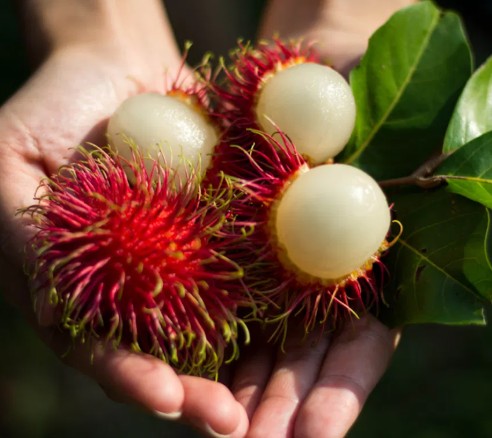 Rambután